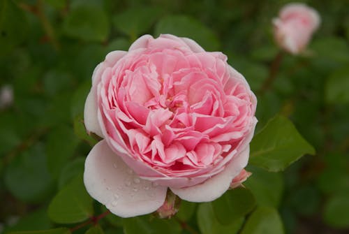 A Close-Up Shot of a Pink Rose