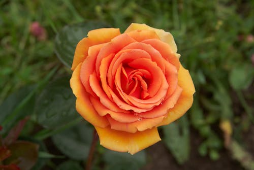 
A Close-Up Shot of a Rose in Bloom