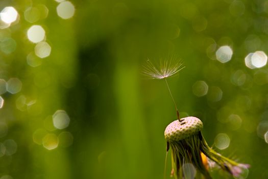 Macro Shot of a Single Dandelion Seed