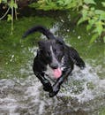 Black Labrador Retriever Running on Water