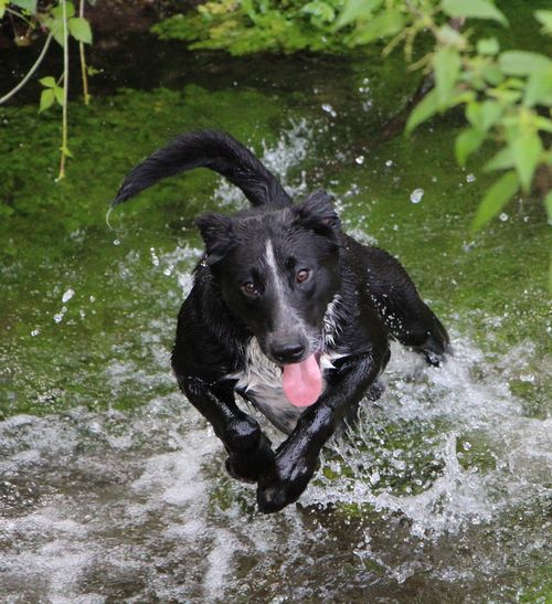 Free A lively black dog playfully jumps through water in a lush outdoor setting, showing joy and energy. Stock Photo