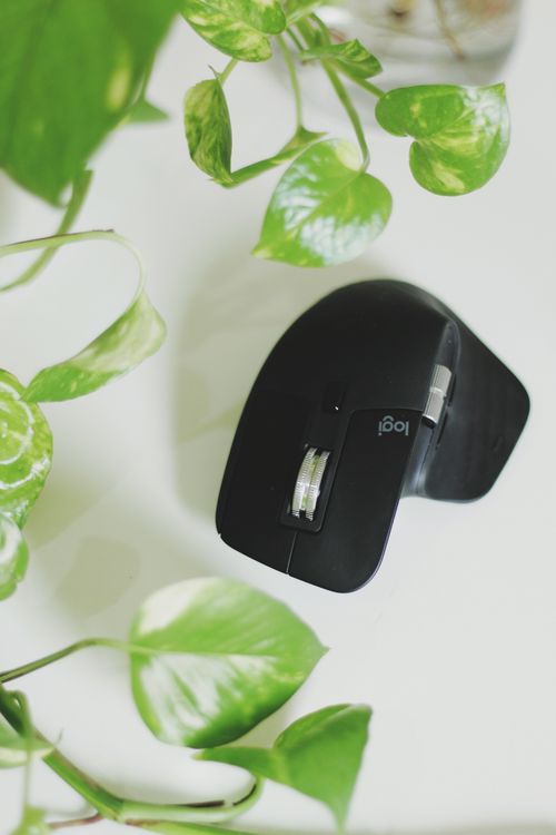 Free Close-up of a wireless mouse surrounded by green leaves on a white surface. Stock Photo