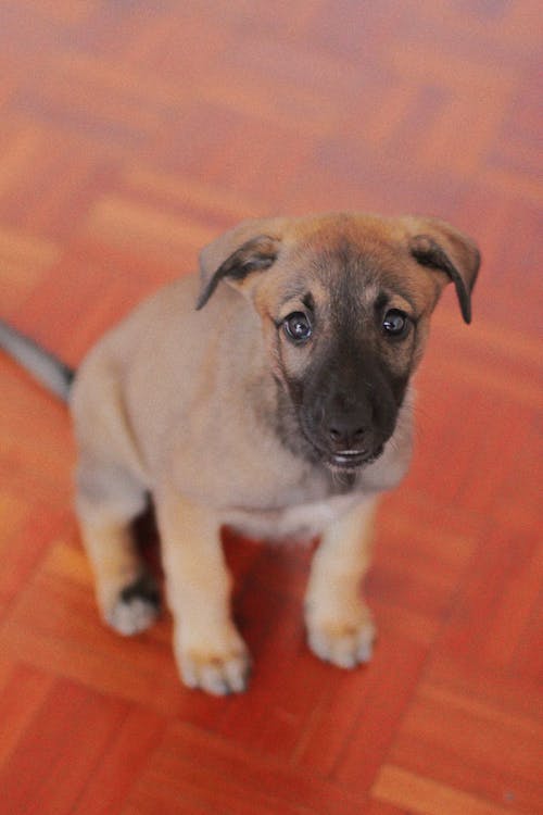 Brown Short Coated Dog Looking at the Camera