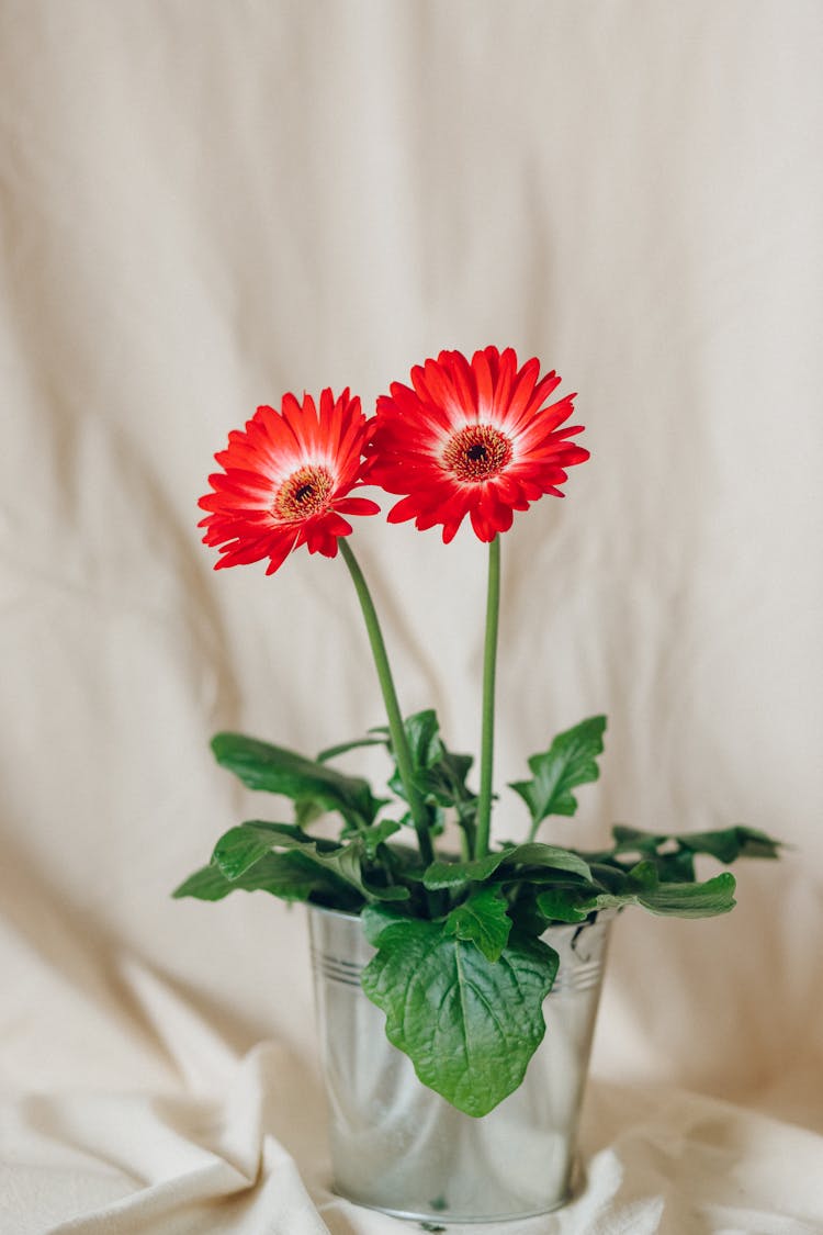 Red Daisies In A Bucket