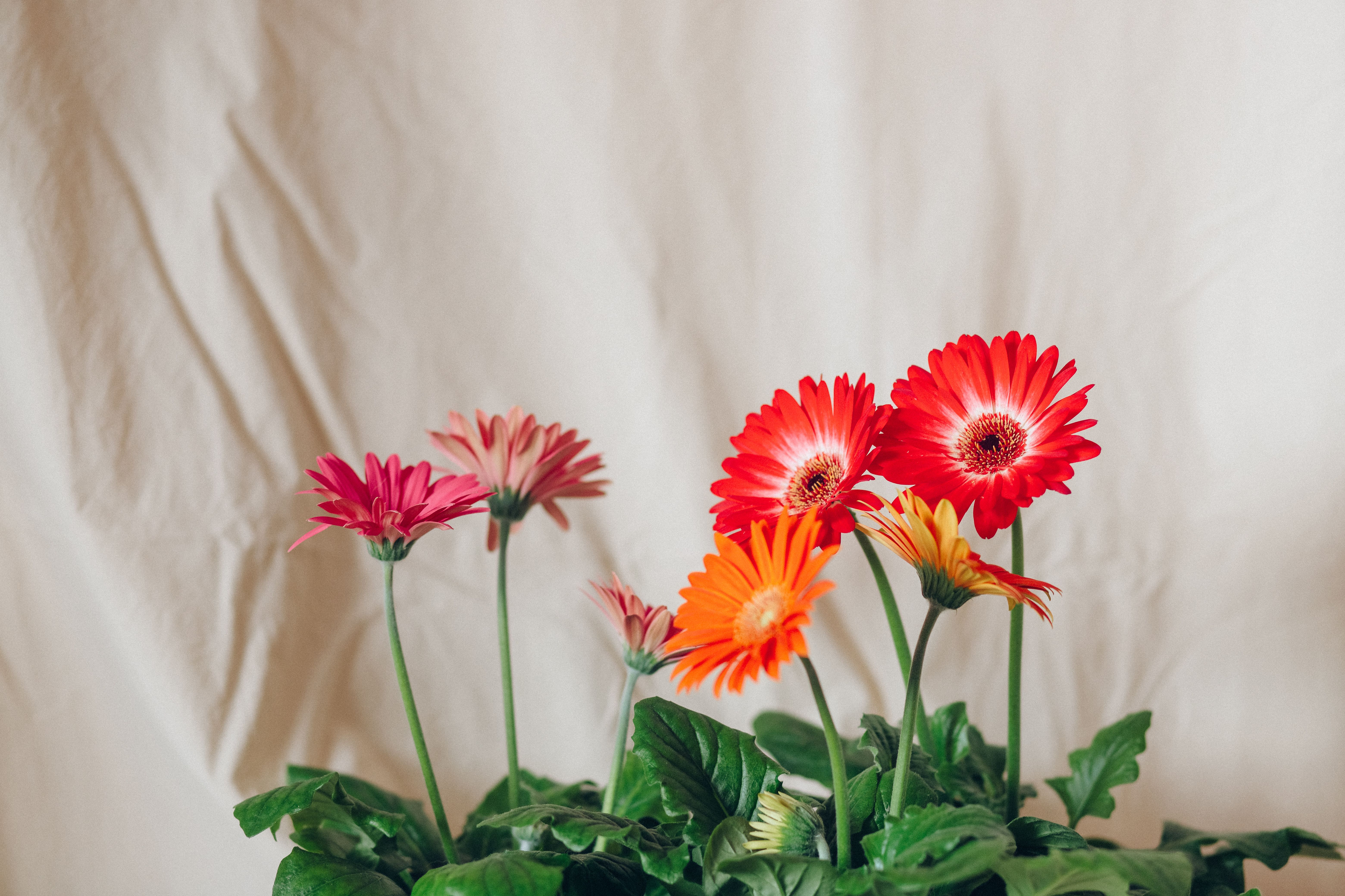 ガーベラ（Gerbera）の花