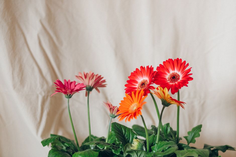 ガーベラ(Gerbera)の花