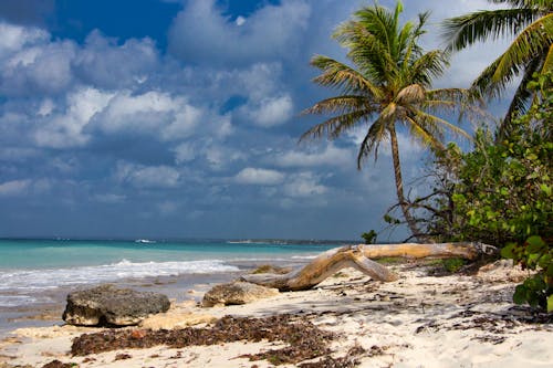 Bezpłatne Darmowe zdjęcie z galerii z błękitne niebo, drzewo kokosowe, drzewo palmowe Zdjęcie z galerii