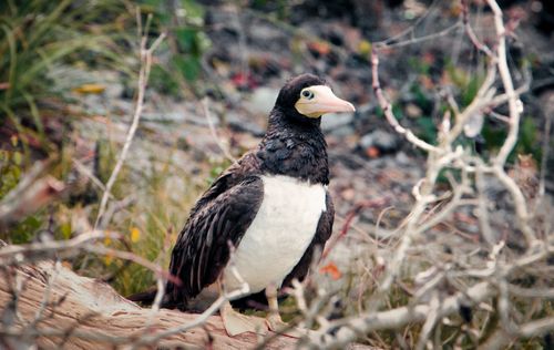 Free Magnificent Frigatebird resting in a natural setting, showcasing distinctive plumage. Stock Photo