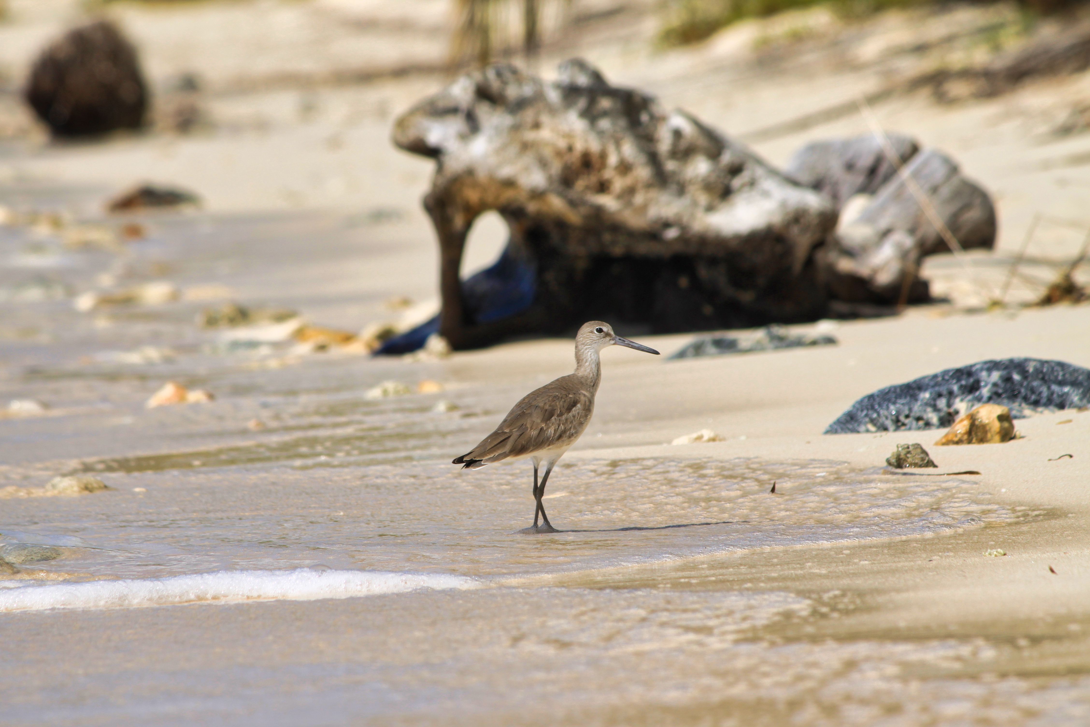 A shorebird strolls along a sandy beach with gentle waves, evoking a serene wildlife scene.