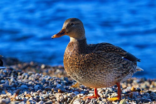 Shallow Focus Photo of a Brown Duck