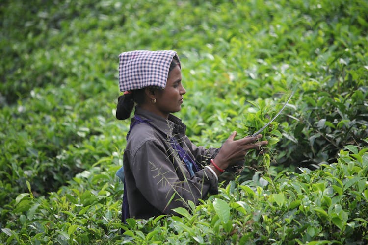 Woman In The Tea Farm