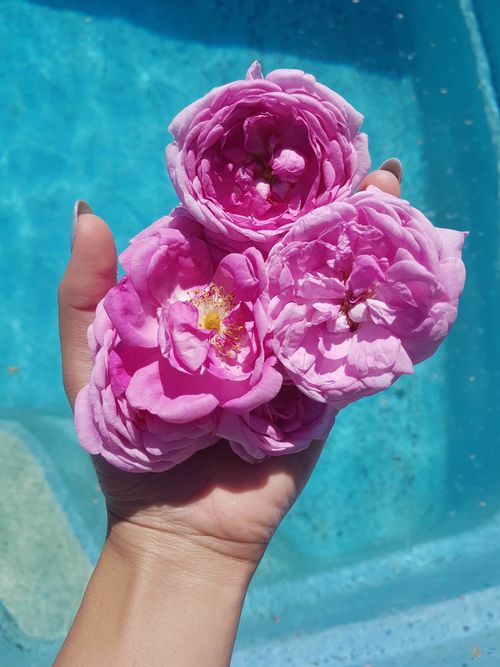 Free Close-up of pink roses held in a hand against a blue water background, capturing vivid summer vibes. Stock Photo