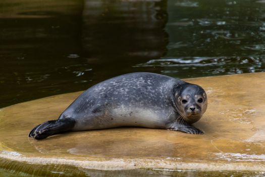 A seal resting on a platform at Berlin Zoological Garden, Germany.