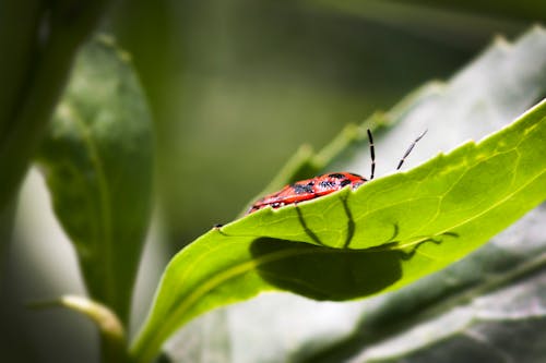 Free stock photo of green, insect, ladybird