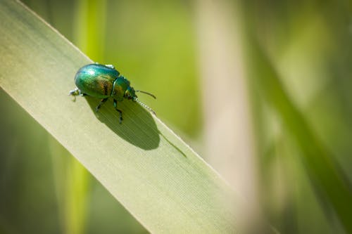 Free stock photo of bokeh, green, insect