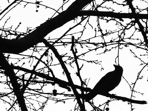 Free stock photo of animal, bird, black and white background