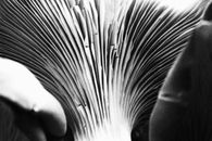 Grayscale Photo of Persons Hand