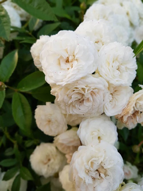 Free Close-Up Shot of White Roses Stock Photo