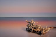Tree twigs on sandy seacoast under sunset sky