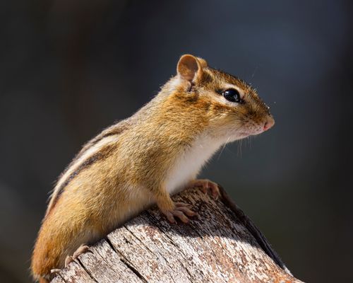 Free Side view of cute tranquil little eastern chipmunk with soft brown fur resting on wooden stump on sunny day Stock Photo