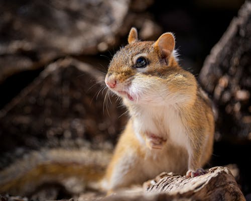 Free Hungry fluffy little chipmunk with brown fur and cheeks full of nuts standing on tree log and looking away in park on sunny day Stock Photo