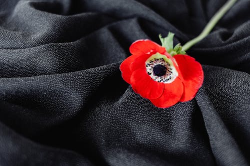 Bezpłatne Darmowe zdjęcie z galerii z czarny, czerwony, kwiat Zdjęcie z galerii