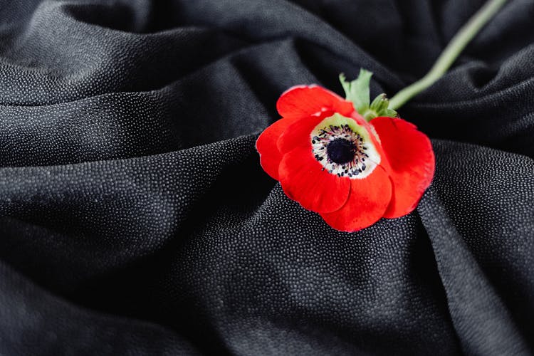 Red Flower On A Black Fabric