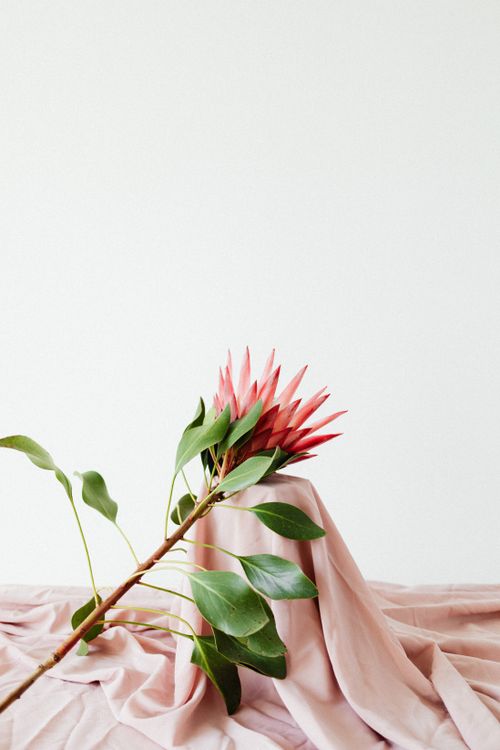 Free Delicate protea flower with green leaves gracefully arranged on soft pink fabric against a white background. Stock Photo