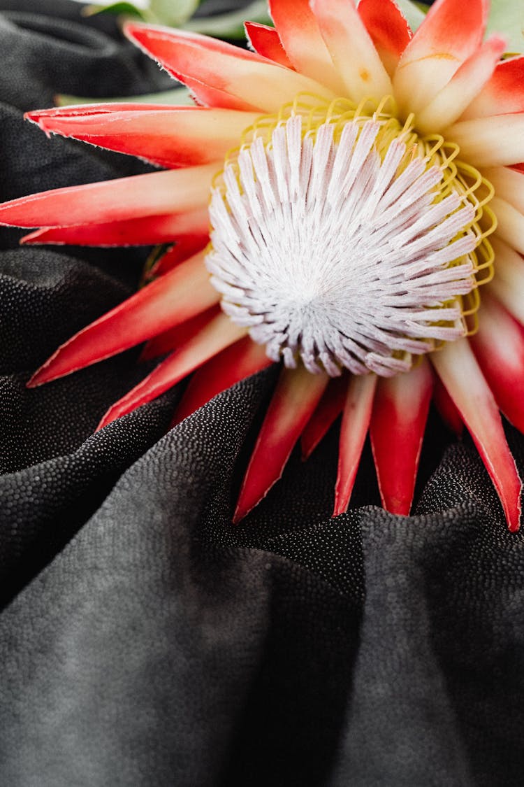 Macro Photography Of A Blooming Moonlight Cactus