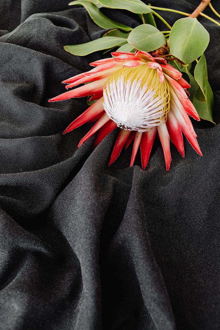 A Blooming Moonlight Cactus On Black Textile