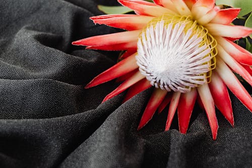 Flower on Black Textile