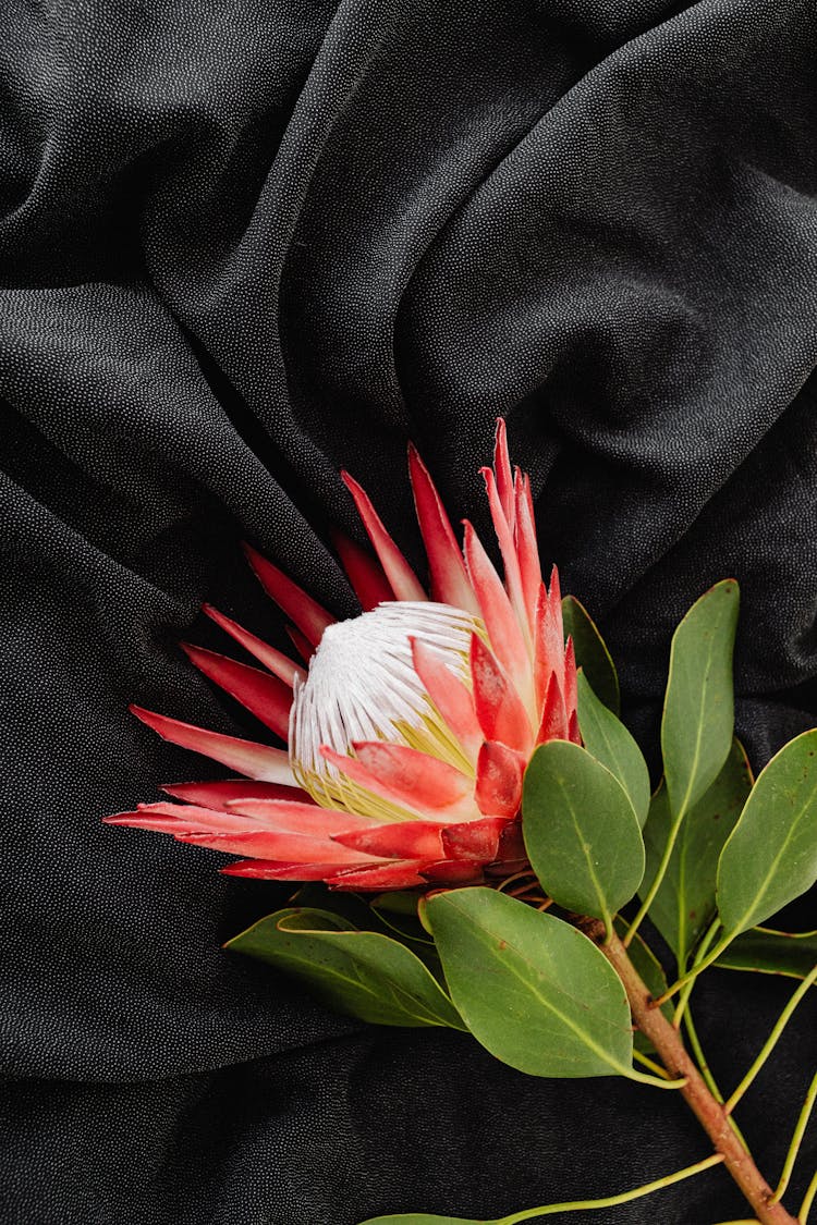 A Blooming Moonlight Cactus On Black Textile