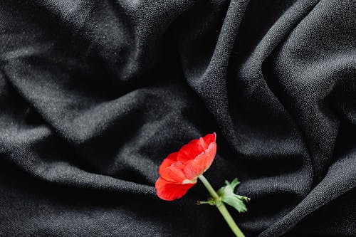 Red Flower on Black Textile