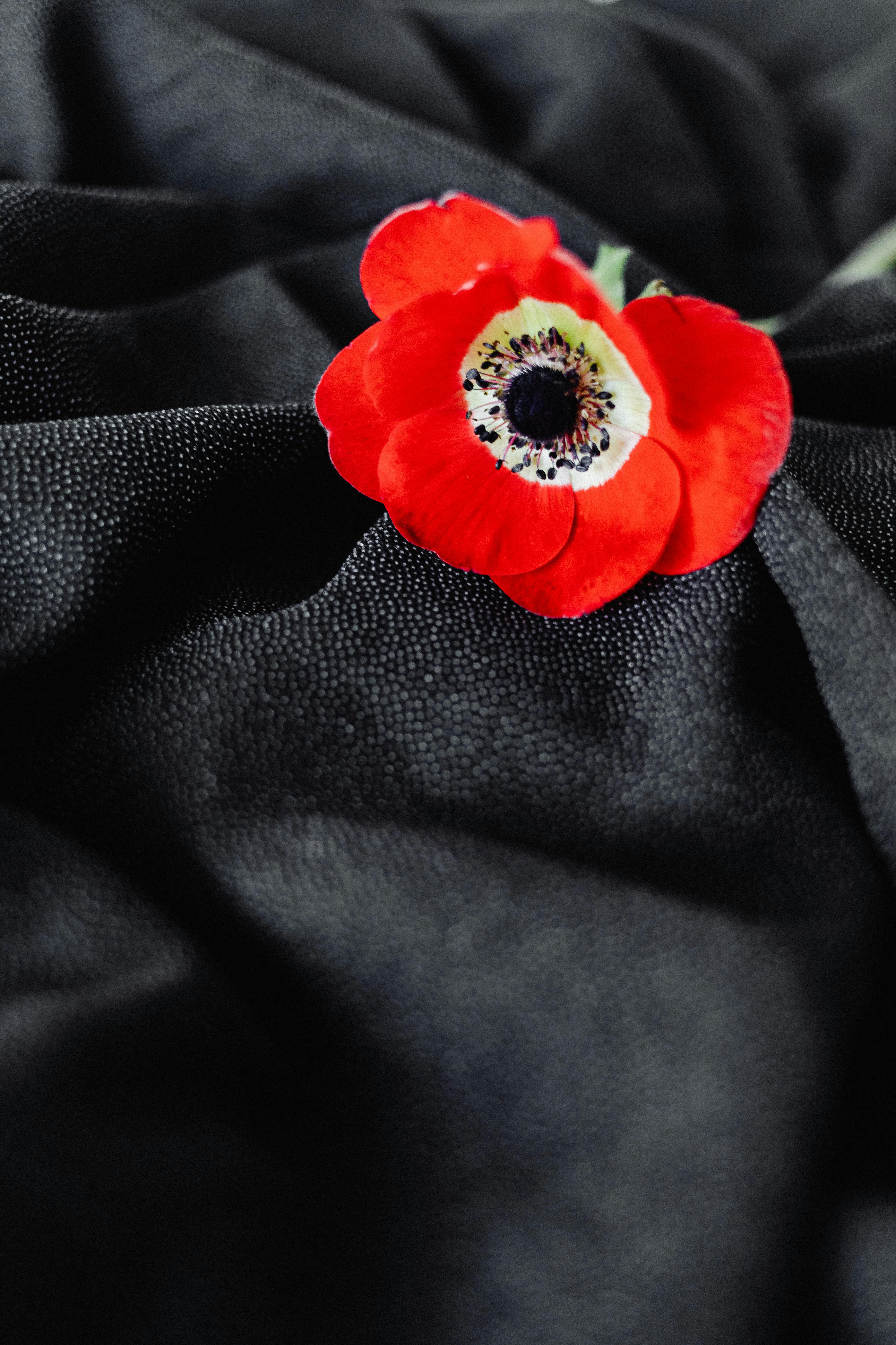 Vibrant red Anemone flower resting on textured black fabric in a studio setup.