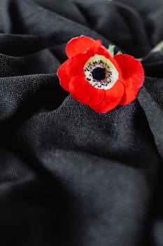 Vibrant red Anemone flower resting on textured black fabric in a studio setup.