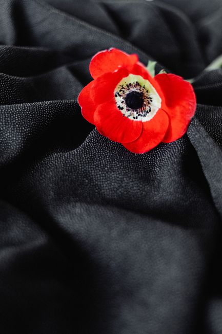 Vibrant red Anemone flower resting on textured black fabric in a studio setup.