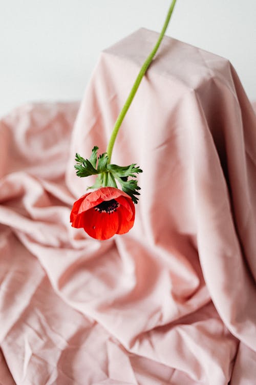 Blooming Red Poppy Flower on Pink Textile