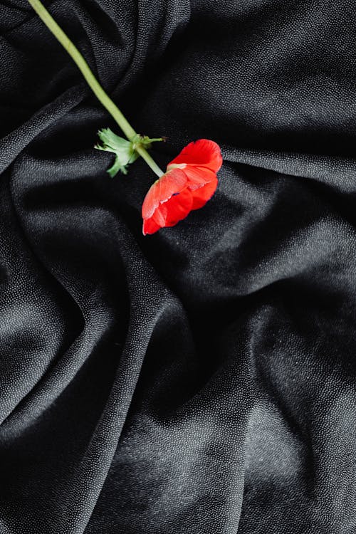 Blooming Red Poppy Flower on Black Textile