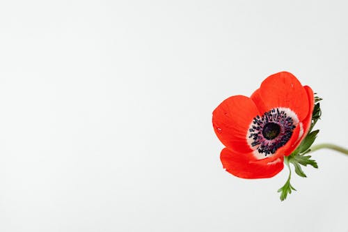 Red Flower With White Background