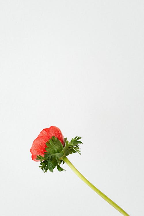 Red Poppy on White Surface