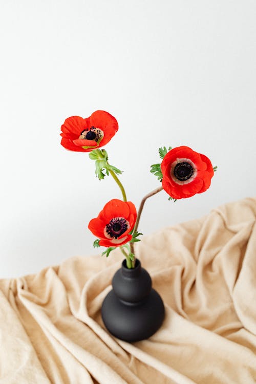 Blooming Red Poppy Flowers in a Black Flower Vase