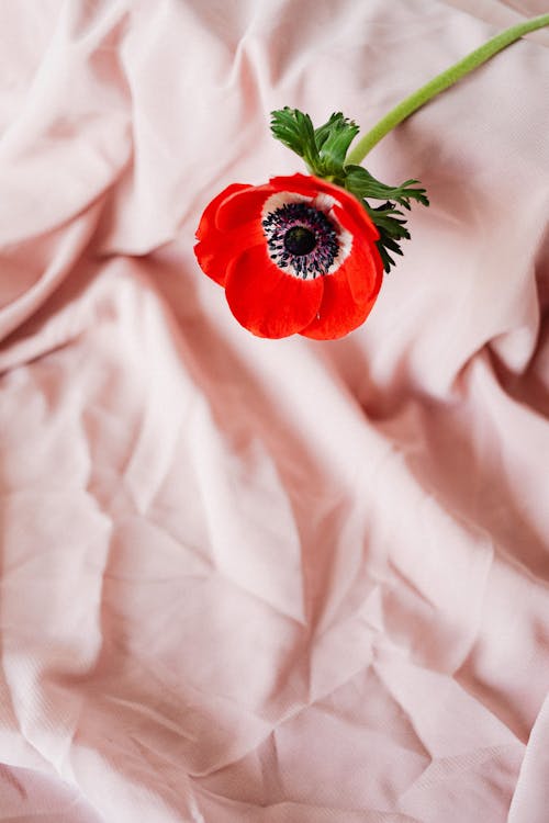 Close-Up Shot of a Poppy Flower 