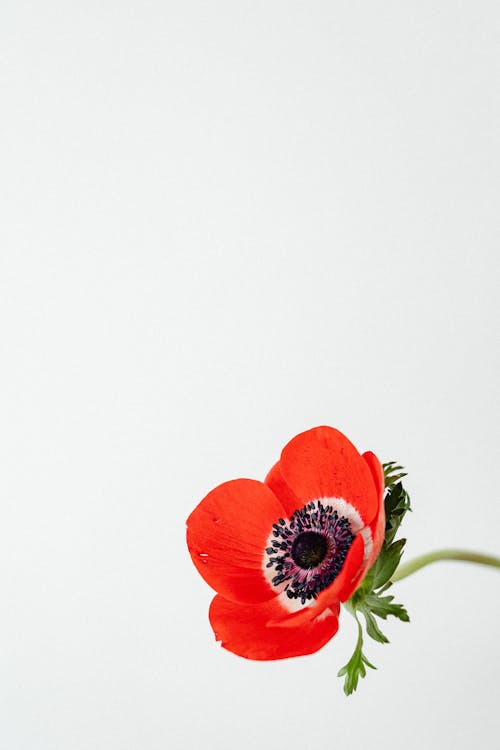 Close-Up Photo of Blooming Red Poppy Flower on White Background