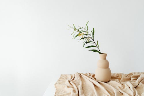 Free bitki, iç dekorasyon, kapalı bitki içeren Ücretsiz stok fotoğraf Stock Photo