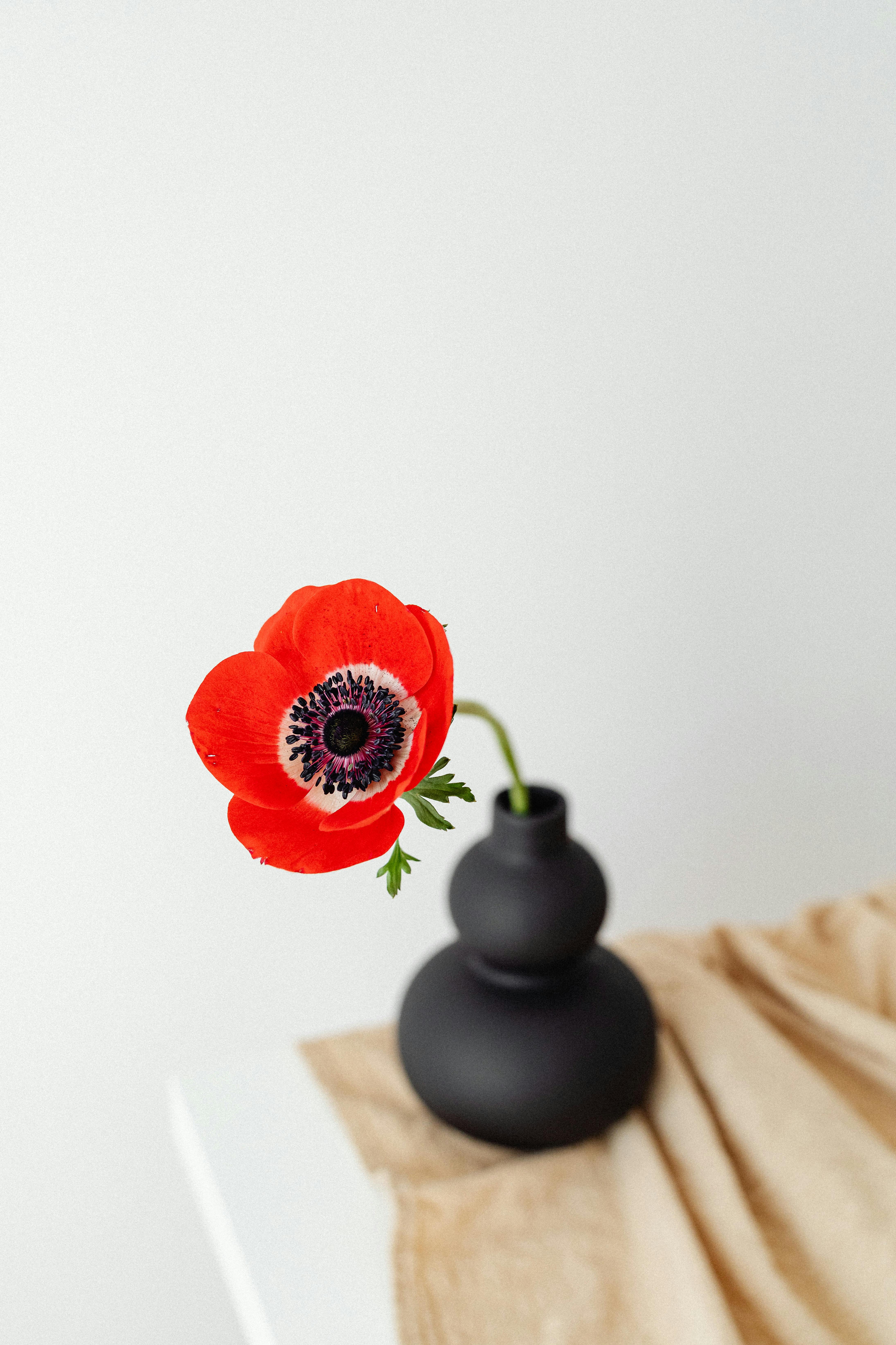 Red Flower on Black Vase · Free Stock Photo