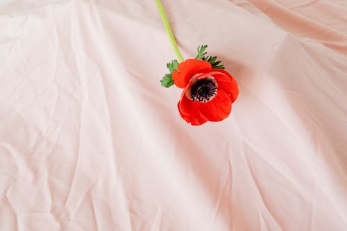 Close-Up Photo of Blooming Red Poppy Flower on Pink Textile