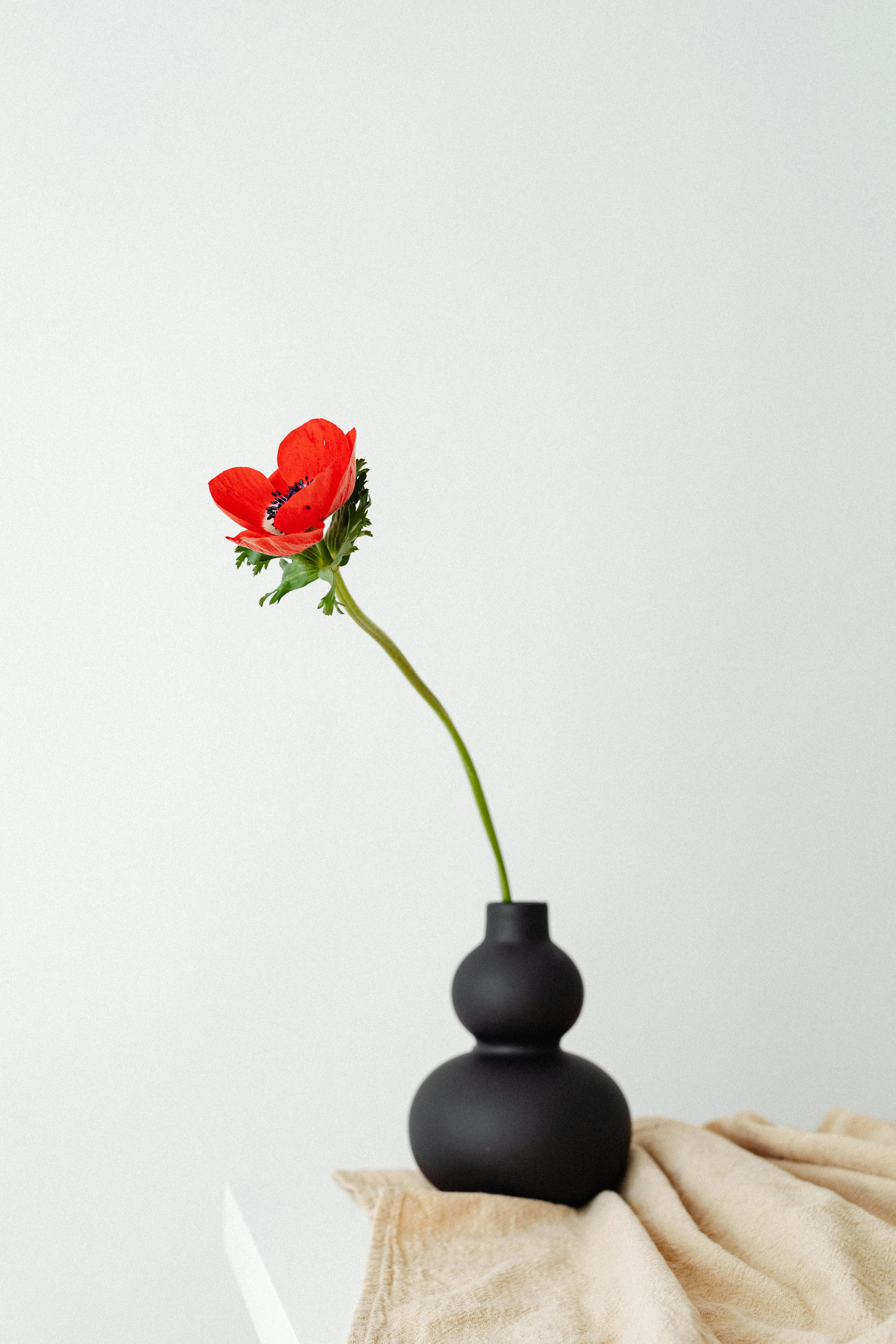 Red Rose on Black Vase with White Background · Free Stock Photo