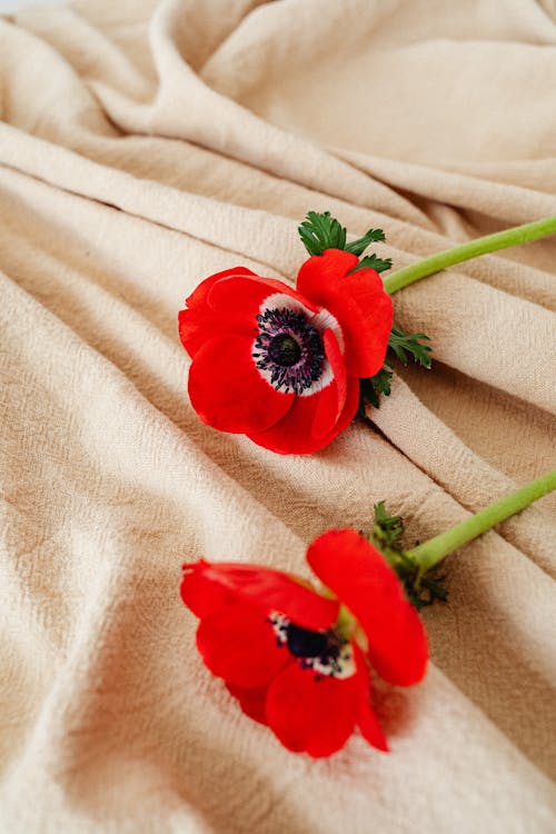 Close-Up Photo of Blooming Red Poppy Flower on Brown Textile