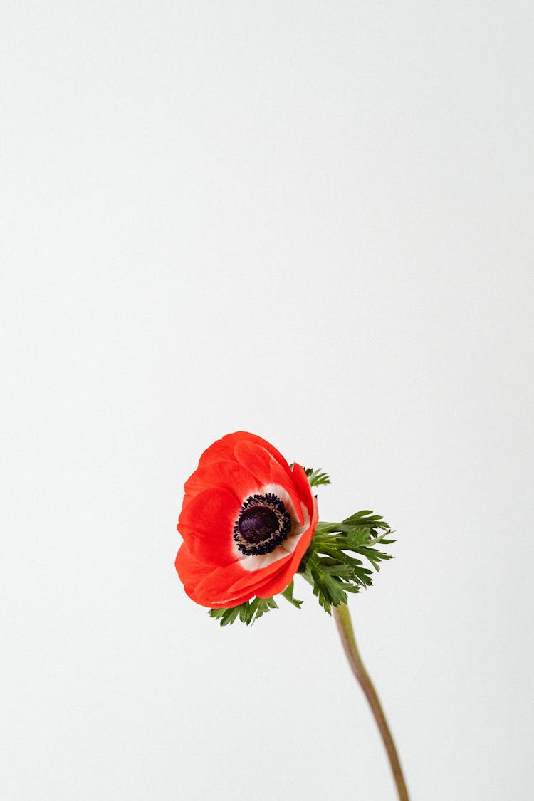 Red Flower In White Background