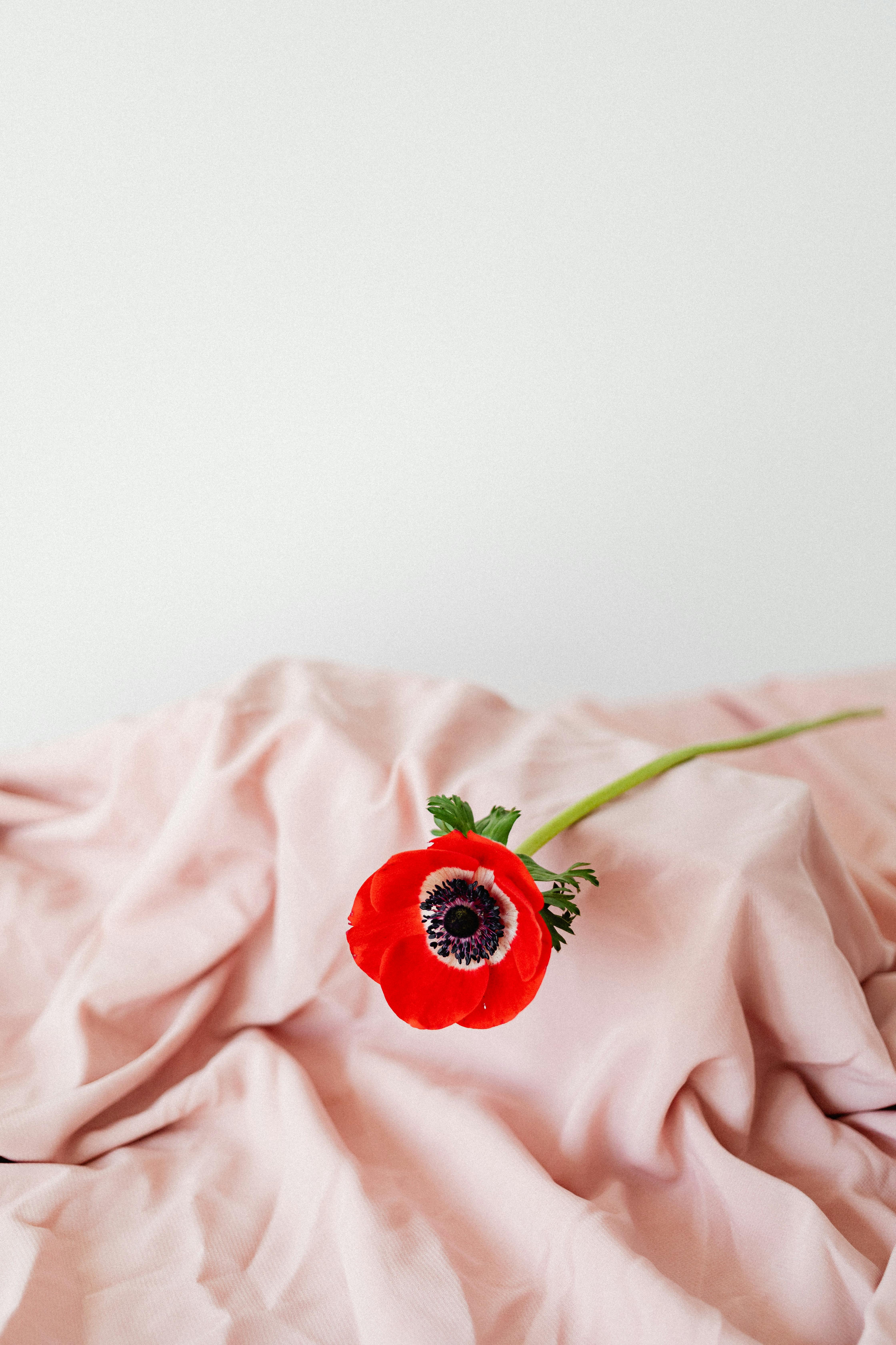 Red Flower on Pink Textile · Free Stock Photo